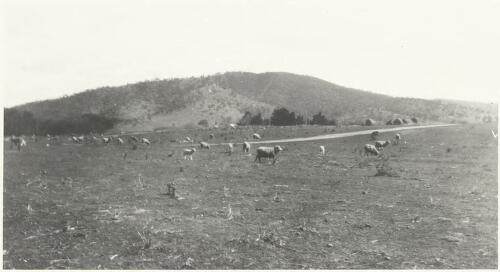 Black Mountain, Canberra, Australian Capital Territory, 1920 [picture]
