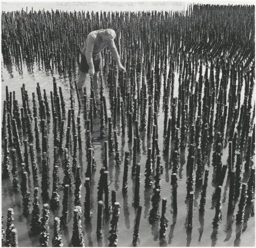 Oyster farmer tending oysters growing on wooden stakes, New South Wales, ca. 1960 [picture] / Jeff Carter