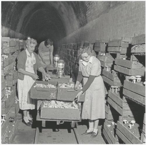 Three women pick mushrooms in a disused railway tunnel, south coast  New South Wales, ca. 1956 [picture] / Jeff Carter