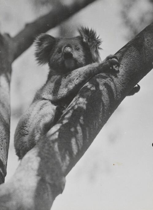 Female koala in a tree, Healesville Sanctuary, Victoria, 1947 [picture] / Axel Poignant