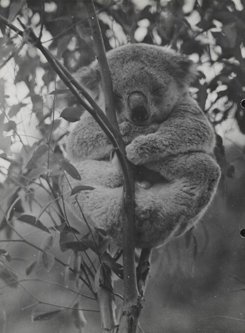 Fully grown male koala asleep in a tree, Healesville Sanctuary, Victoria, 1947 [picture] / Axel Poignant