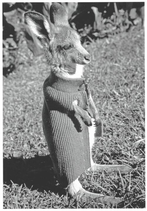 Orphaned joey wearing a winter overcoat made from an old sweater sleeve, Foxground, New South Wales, 1968 [picture] / Jeff Carter