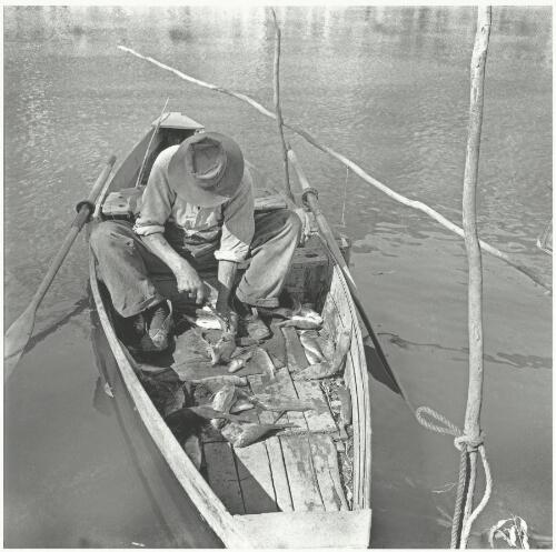 David Napoleon Rolton in his boat with his catch of fish, Corowa area, New South Wales, ca. 1957 [picture] / Jeff Carter