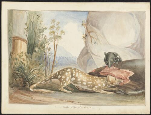 Native cats of Australia, ca. 1802 [picture] / Charles-Alexandre Lesueur