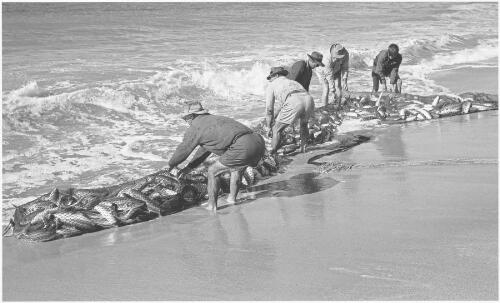 Salmon netting, Kendall's Beach, Kiama, New South Wales, 1967 [picture] / Jeff Carter
