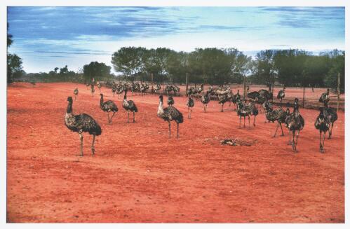 Starving emus trapped by drought in a corner of the Wild Dog Fence, west of Hungerford on the New South Wales and Queensland border, 1992 [picture] / Jeff Carter