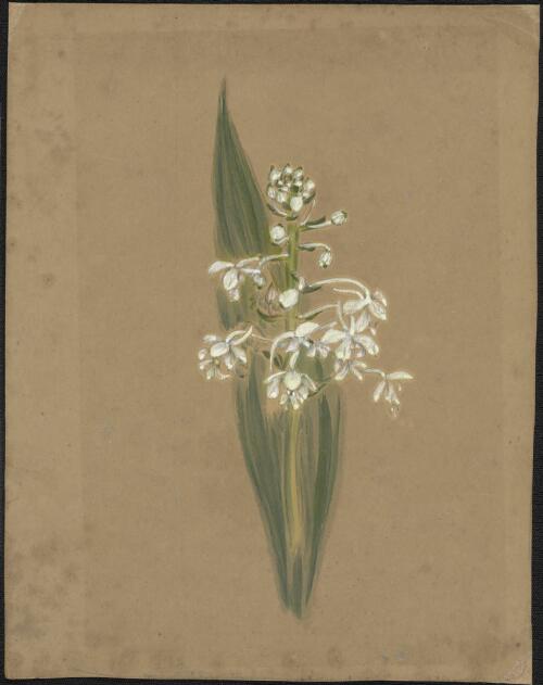 Phaius orchid, ca. 1870 [picture] / Gertrude Lovegrove