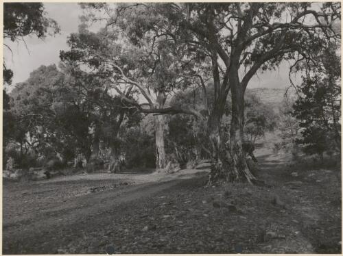 Gnarled creek gums in Warren's Gorge, Flinders Rangers near Quorn, South Australia 1954 [picture]
