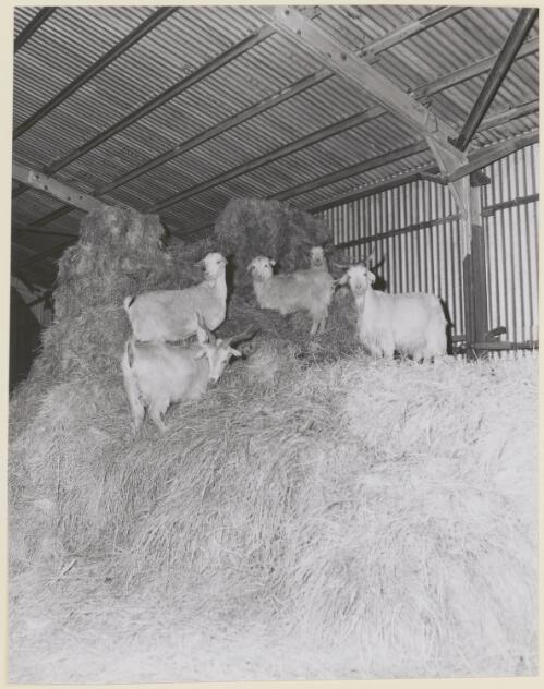 Angora goats in the barn on a property at Balhanna, South Australia, 1959 [picture]