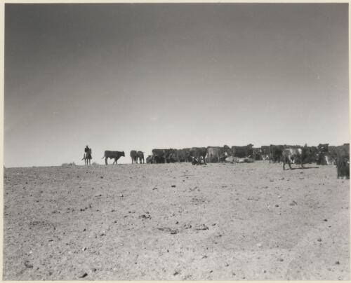 Cattle on the Barkley Tableland district of the Northern Territory grazing on the open-range system and watered from underground bores during most of the year, July 1970, (3) [picture]