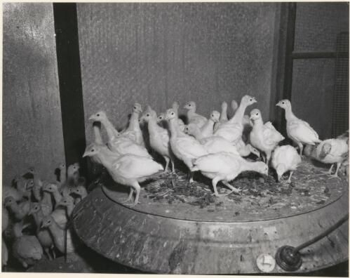 Turkey chicks in brooder 1964 [picture]
