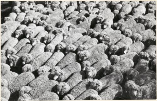 Australian merino sheep, March 1966 [picture]