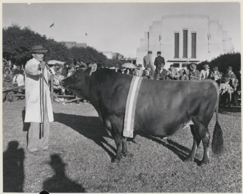 Belgonia Sunray, Champion Jersey bull at Sydney Royal Easter Show 1949, bred at Tongala East, Victoria [picture]