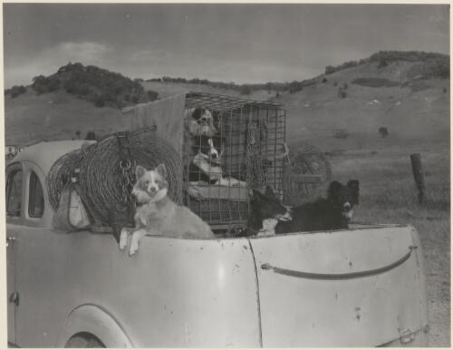 Sheep dogs and drover's gear on back of ute, Southern Tablelands, New South Wales [picture]
