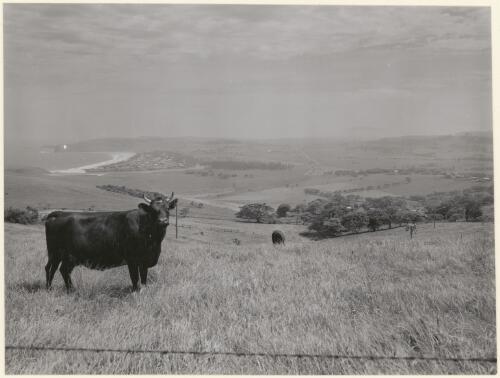 Dairy farm near Kiama, south coast New South Wales 1959 [picture]