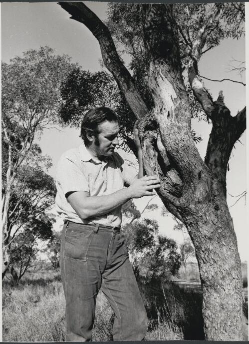 Fauna expert, Mr David Judd examines a eucalyptus tree where illegal bird trappers have cut away the tiny entrance to a blue bonnet parrot's nest in Mallee, about 30kms south of Mildura [picture]