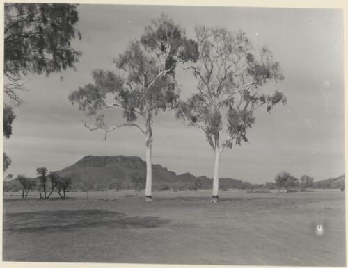 Twin Ghost Gums (E. papuana) Trephina Valley, Northern Territory 1962 [picture]