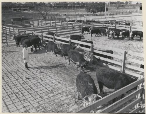 Abattoirs in Sydney, 1969, (2) [picture]