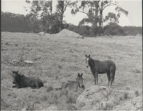 Horses at Barrengarry, New South Wales 1977 [picture]