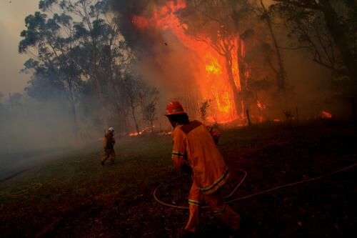 NSW Rural Fire Service volunteer fire fighter hauls a hose in front of flames at a bushfire, Peats Ridge, Sydney, 7 February 2009, 2 [picture] / Nick Moir