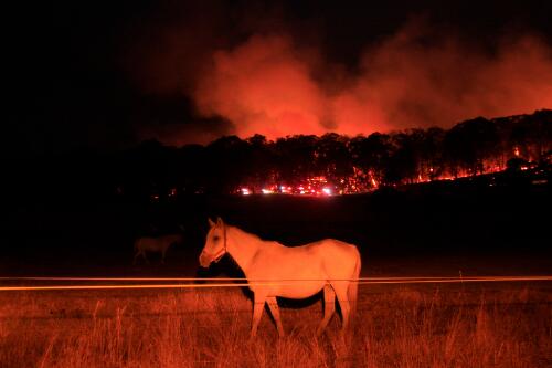 A horse behind a fence with the Beechworth fire visible in the background near Kancoona, Victoria, 10 February 2009 [picture] / Nick Moir