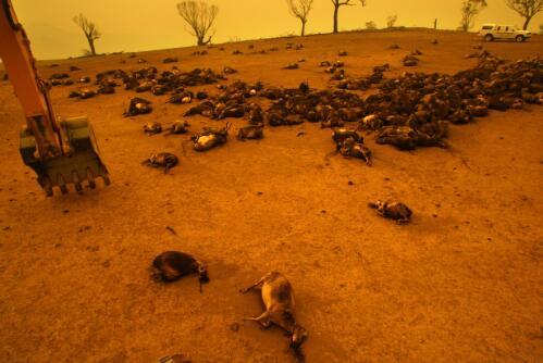 Hundreds of sheep incinerated by the firestorm which destroyed the suburb of Duffy, Canberra, 21 January 2003 [picture] / Nick Moir