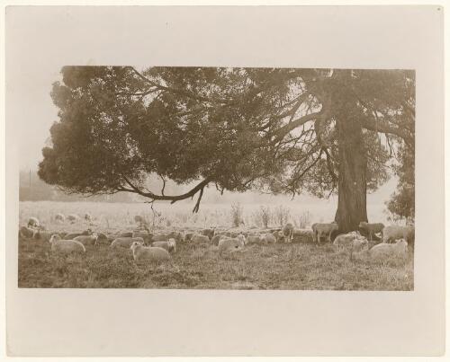 Sheep grazing, Canberra, ca. 1910 [picture] / Mr Piggin