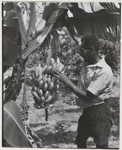 Fijian Methodist Missionary Penaia Sati standing at his banana plant in his garden, Elcho Island, Northern Territory, ca. 1958 [picture]