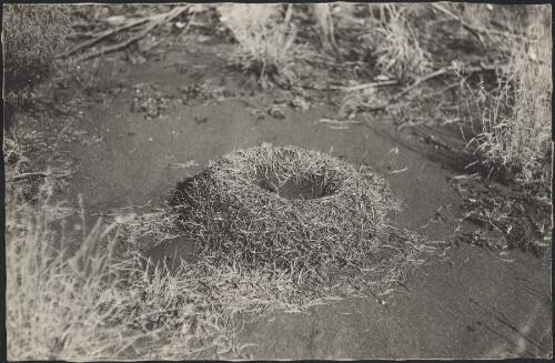 Ants' nest completely covered with small pieces of grass, Everard Ranges, Central Australia, 1913 [picture] / Captain S.A. White