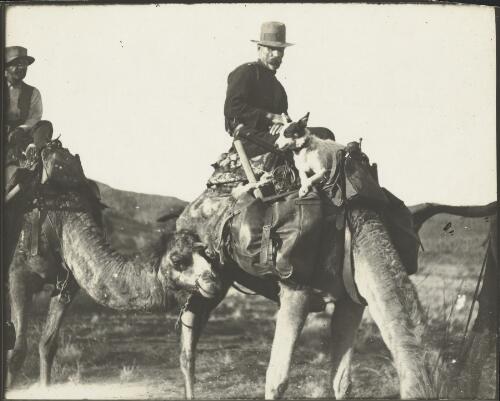 A member of Captain S.A. White's party and his dog seated on a camel during the trip to the Everard  and Musgrave Ranges, Central Australia, 1913 [picture] / Captain S.A. White
