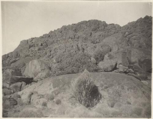 Heat effected shrub and rocky outcrop, Central Australia, 1913 [picture] / Captain S.A. White