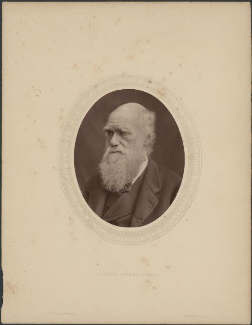 Charles Robert Darwin, LL.D., F.R.S., 1877 [picture] / Lock and Whitfield