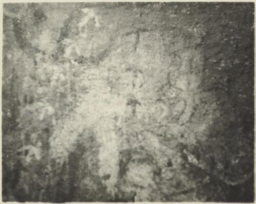 Aboriginal rock painting of an emu track and turtle in a cave in the Everard Ranges, South Australia, 1913 [picture] / Captain S.A. White