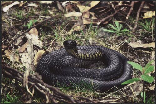 Tiger snake barring my way, Garden Island Creek, near Cygnet, Tasmania, ca. 2005 [picture] / Bob Brown
