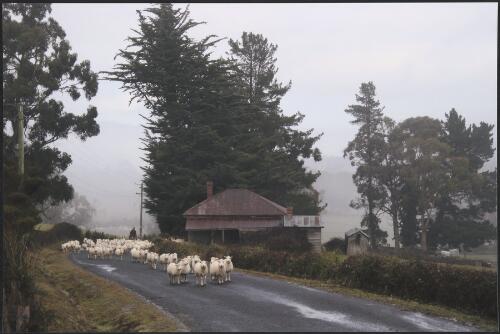 Shepherd Paul Thomas with herd of sheep beside a cottage at Randalls Bay, Tasmania, 2007 [picture] / Bob Brown