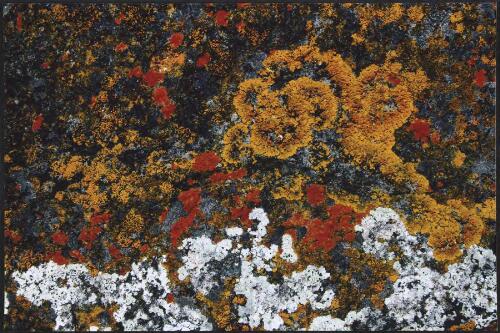 Multichrome lichens on seaside boulder, South Bruny Island, Tasmania, 2008 [picture] / Bob Brown