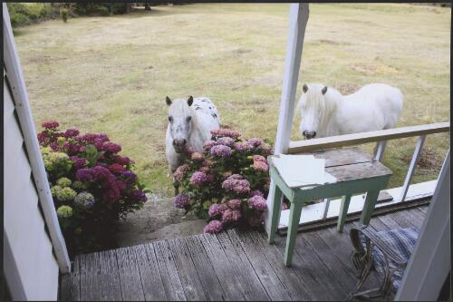 Waiting at my Liffey door, two ponies near hydrangeas, Tasmania, ca. 2008 [picture] / Bob Brown