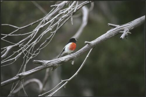 Scarlet robin on dead eucalyptus branch, Liffey, Tasmania, 2009 [picture] / Bob Brown