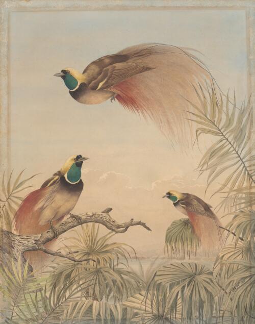 Red birds of paradise, 1888 [picture] / Neville Cayley