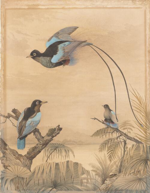 Blue birds of paradise, 1888 [picture] / Neville Cayley
