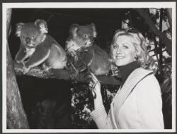 Portrait of Miss Australia 1973, Michelle Downes, feeding Koalas at ...