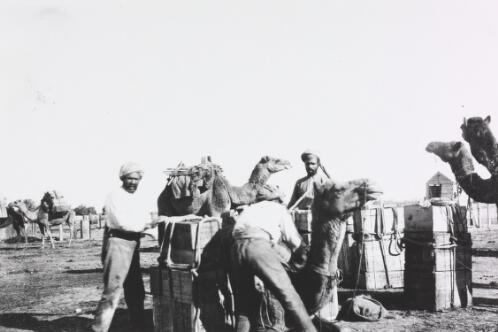 Afghans loading camels with goods, Australia [picture]