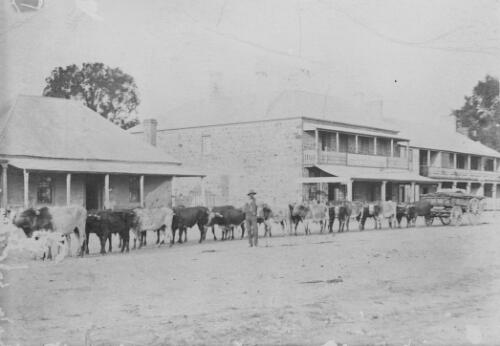 A bullock team in Bungendore, New South Wales, 1908 [picture] / P. Mathews