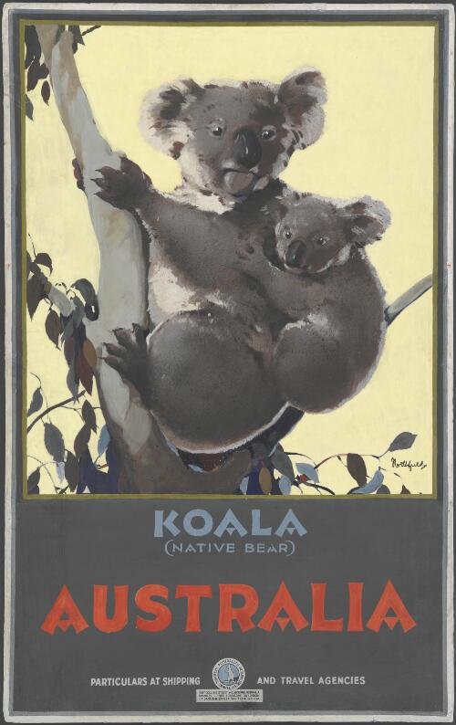Koala (native bear) Australia [picture] / James Northfield