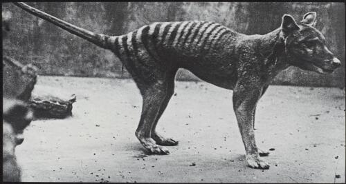 Thylacine, London Zoo, ca. 1920 [transparency]