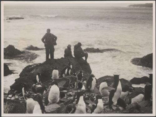 Biologists selecting research subjects from among the penguins on Heard Island, Antarctica, 1955 [picture] / George Lowe