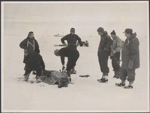 A hunting party preparing a Weddell seal for transport back to the ship Kista Dan, Antarctica, 1955 [picture] / George Lowe
