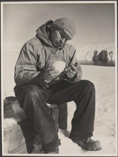 Bob Summers, medical officer inoculates an Emperor penguin's egg, Antarctica, 1954 [picture] / George Lowe