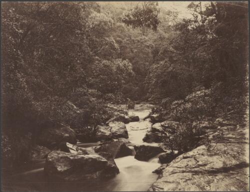 Small stream running through dense bushland, ca. 1885 [picture] / Charles Kerry