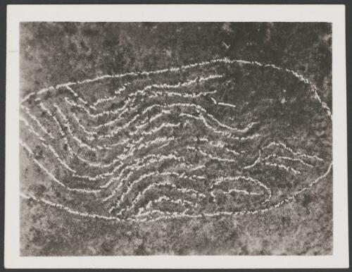 Aboriginal rock carving of a oval design with flowing lines highlighted with chalk, Port Hedland, Western Australia, ca. 1950 [picture]